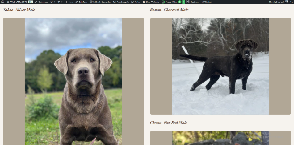 Available Labradors & Puppy Profiles