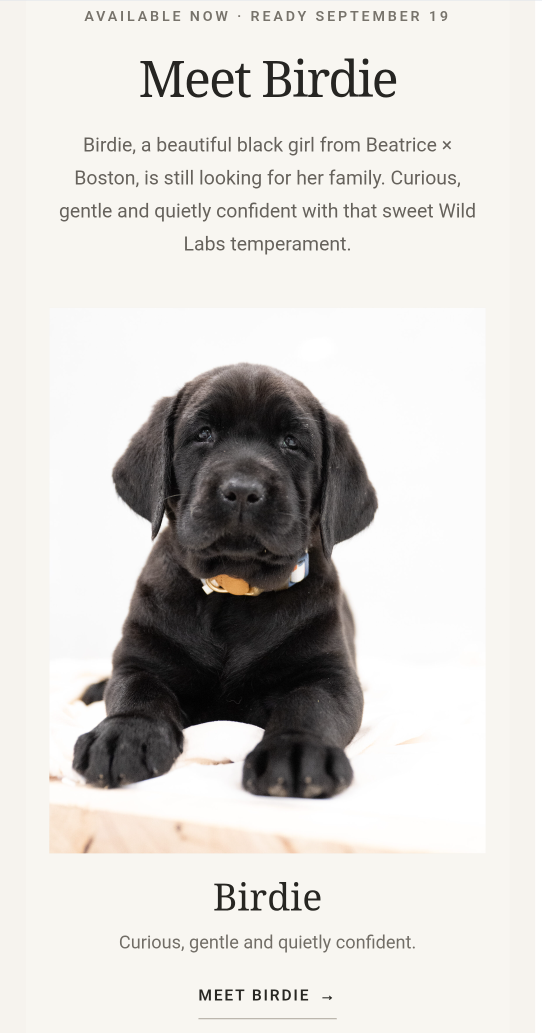 Available Puppy Profile 